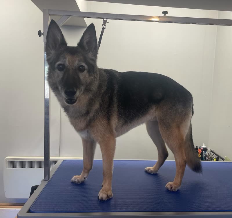 A German Shepherd standing on the blue grooming table, leashed to the overhead arm