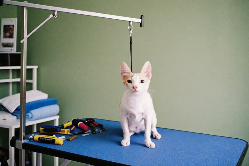 A quiet grooming room with the table and tools set out