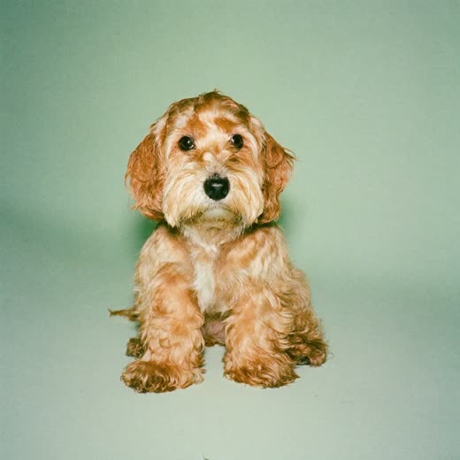 A freshly bathed cockapoo