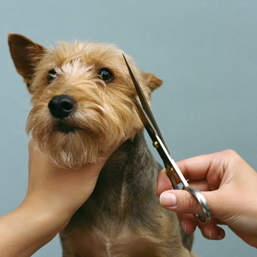 Hands trimming a small terrier's coat with scissors