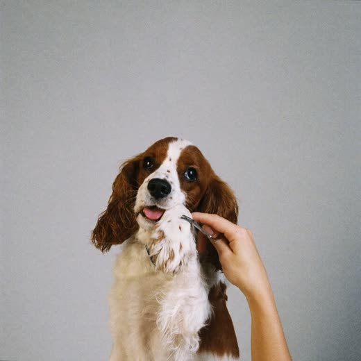 A spaniel's paw being nail-clipped