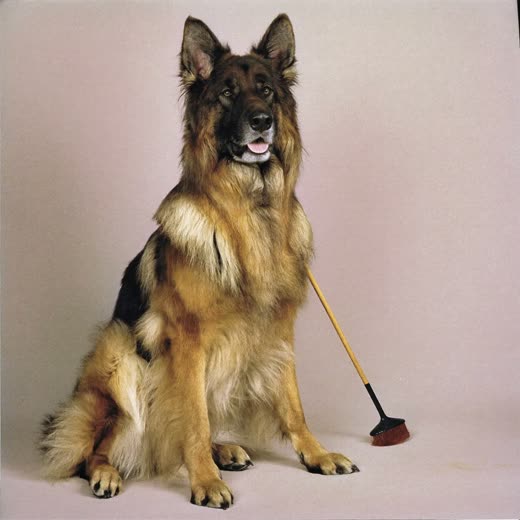 A long-coated German Shepherd after a de-shedding brush-out