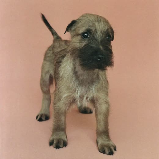 A small puppy after a first tidy-up trim